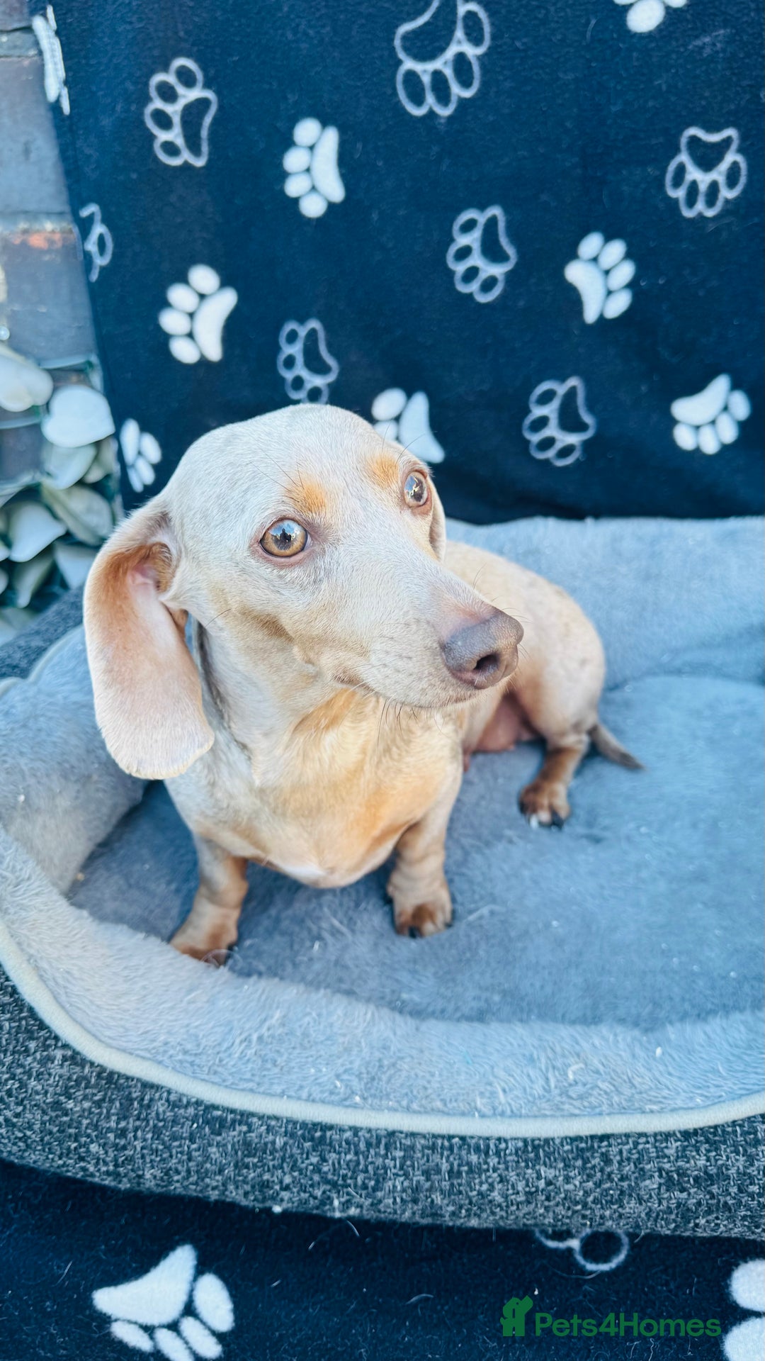 Miniature Dachshund dogs for sale: Miniature Dachshund - KC reg - Image 3