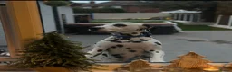 Dalmatian dogs for sale: Jasper & Maisie both must go together  - Advert 7