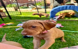 Hungarian Vizsla dogs for sale: Fantastic KC Hungarian Vizsla Puppies! in Rugby - Image 14