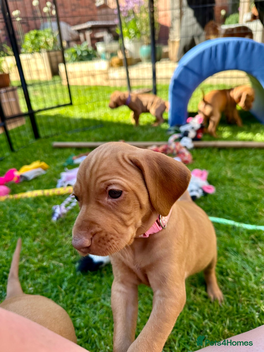Hungarian Vizsla dogs for sale: Fantastic KC Hungarian Vizsla Puppies! in Rugby - Image 14