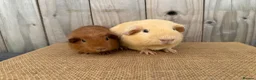Guinea Pig rodents for sale: Stunning baby guinea pigs  - Advert 2