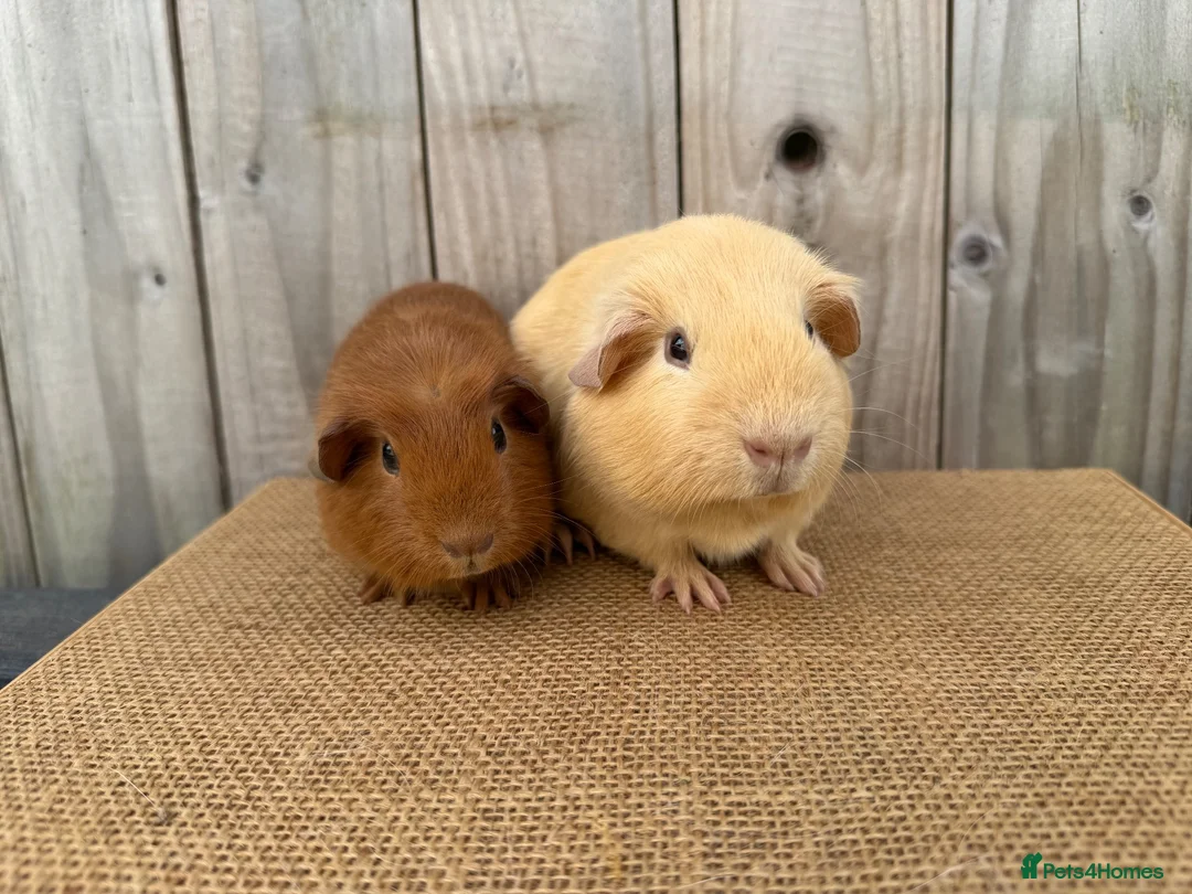 Guinea Pig rodents for sale: Stunning baby guinea pigs  - Advert 2