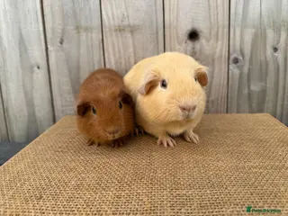 Guinea Pig rodents Stunning baby guinea pigs ready to leave - Advert 1