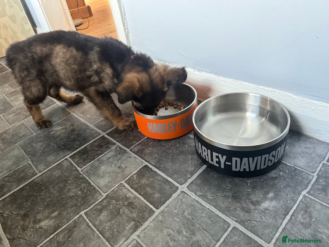 German Shepherd dogs for sale: German Shepherd Puppy - Advert 4