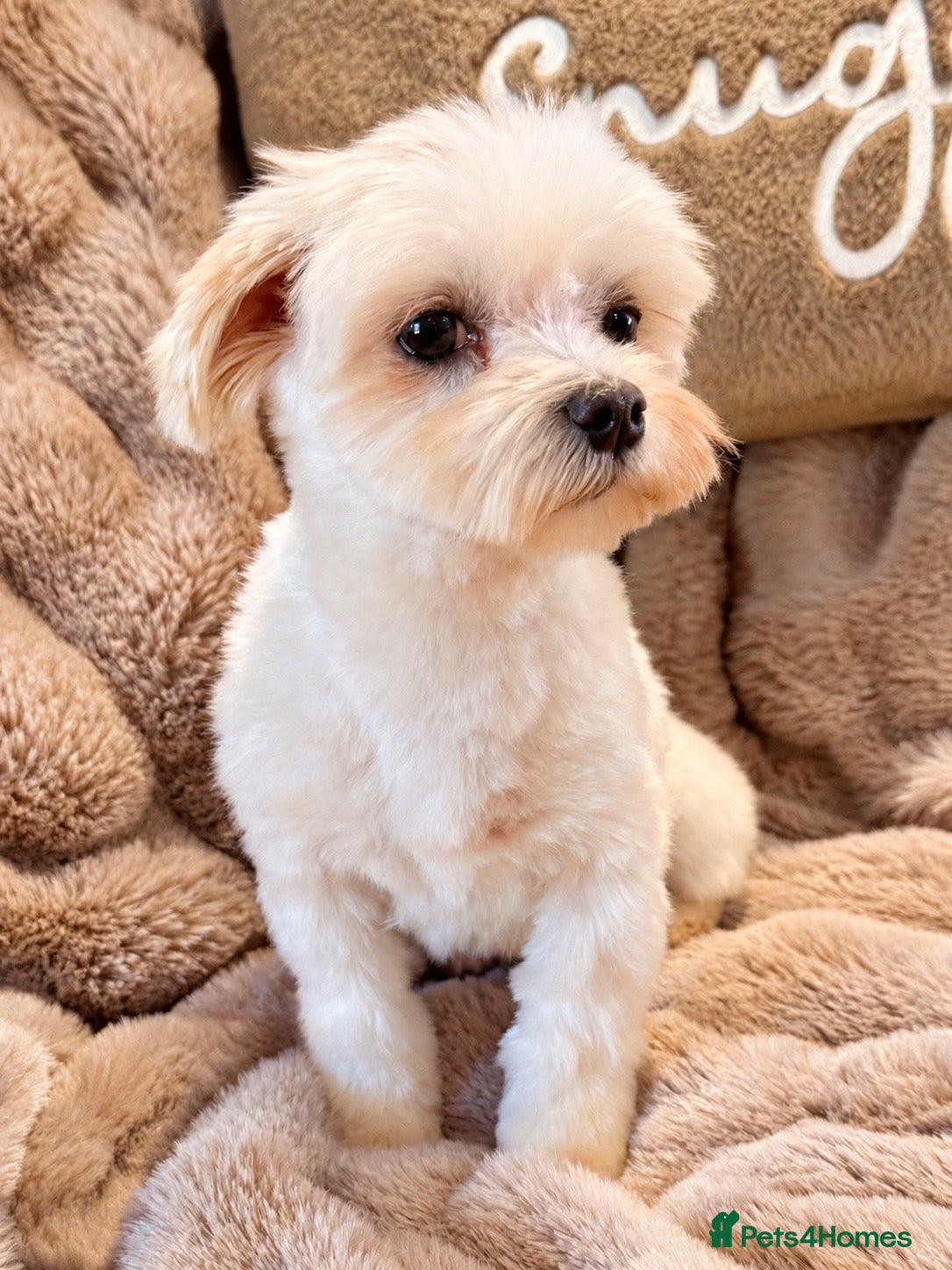 Maltese dogs for sale: Maltese Boy - Advert 1