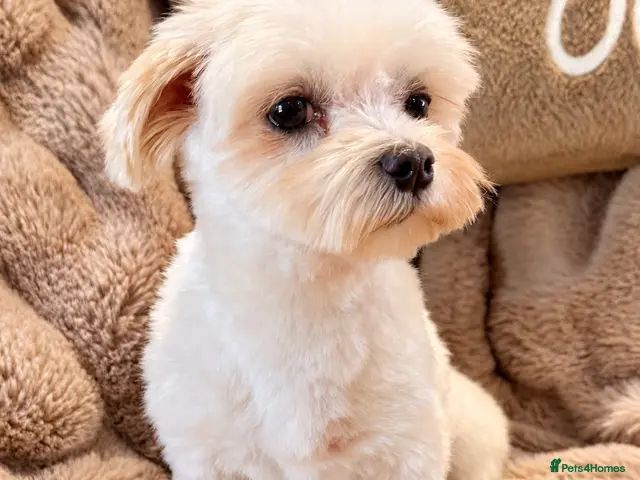 Maltese dogs for sale: Maltese Boy - Advert 1