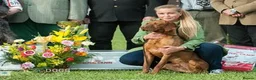 Hungarian Vizsla dogs for sale: Exceptional Three Year Old Neuteted Male - Advert 1