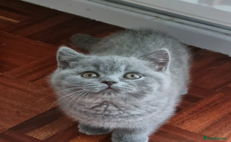 British Shorthair cats - Advert 8