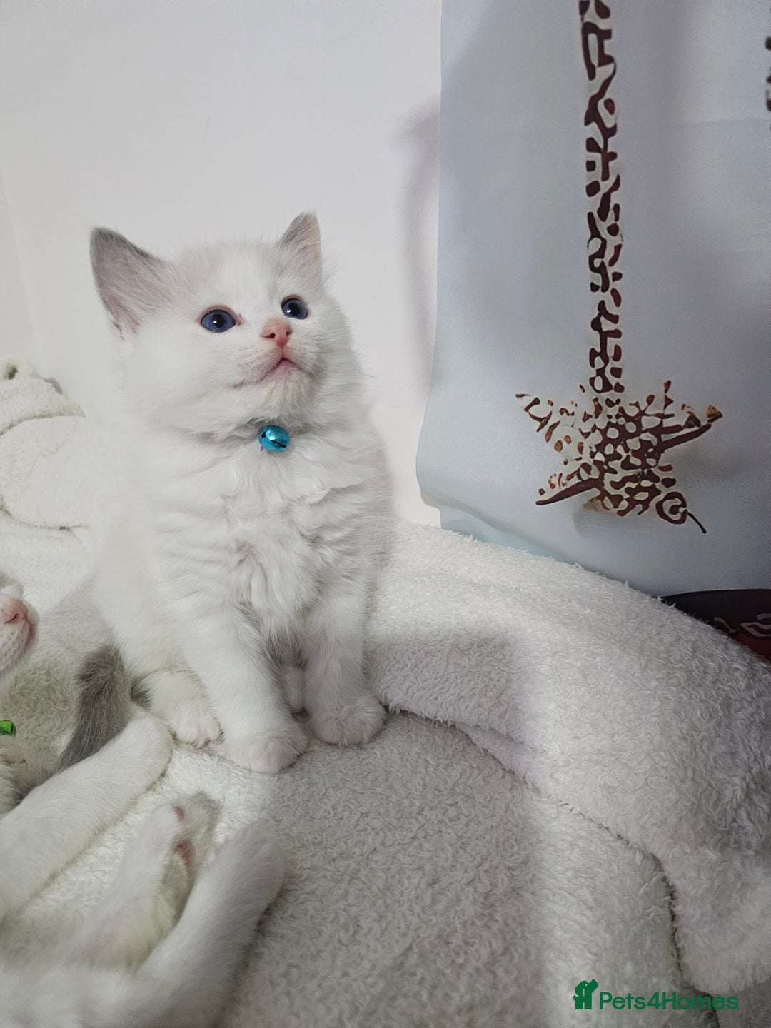 Ragdoll cats for sale: Ragdoll Bicolor 3 boys.  - Advert 5