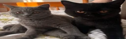 British Shorthair cats for sale: Purebred Brtish Shorthair - Advert 1