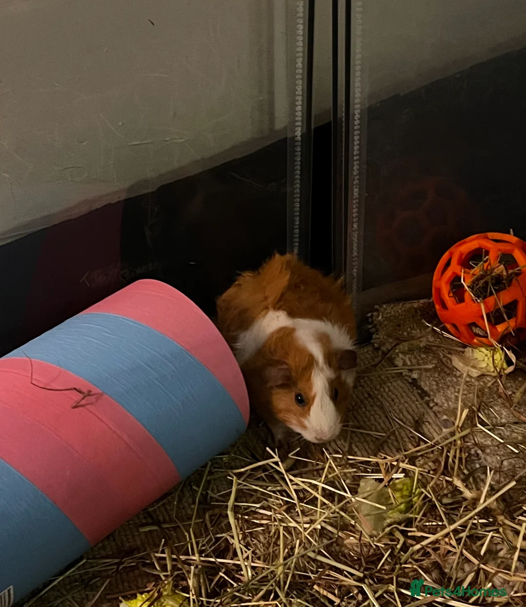 Guinea Pig rodents for sale: Beautiful female guinea pig - Advert 2