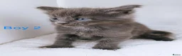 Maine Coon cats for sale: DNA health tested blue maine coon kittens - Advert 23