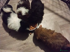 Shih Tzu dogs - Advert 10