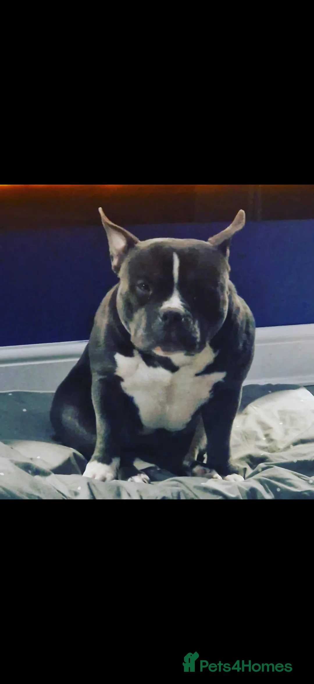 American Bully dogs for sale: Kora “Pocket Bully” in Kilmarnock - Advert 2