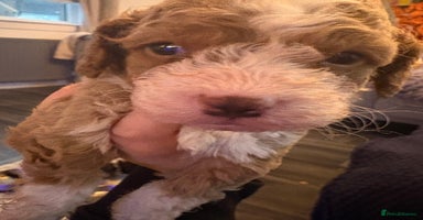 Sproodle dogs - Advert 3