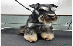Miniature Schnauzer dogs for sale: KC miniature schnauzer (house trained) - Image 9