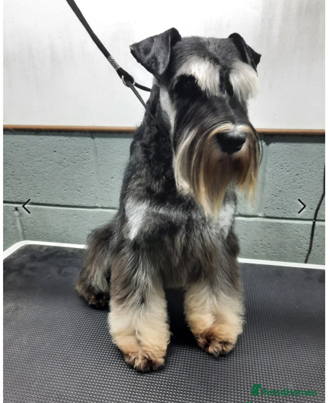 Miniature Schnauzer dogs for sale: KC miniature schnauzer (house trained) - Image 9