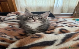 Maine Coon cats for sale: Maine Coon kittens Available!!!! - Image 1