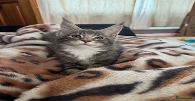 Maine Coon cats - Advert 16