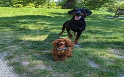 Miniature Poodle dogs for stud: Stunning proven KC health tested Red Stud in Reading - Image 11