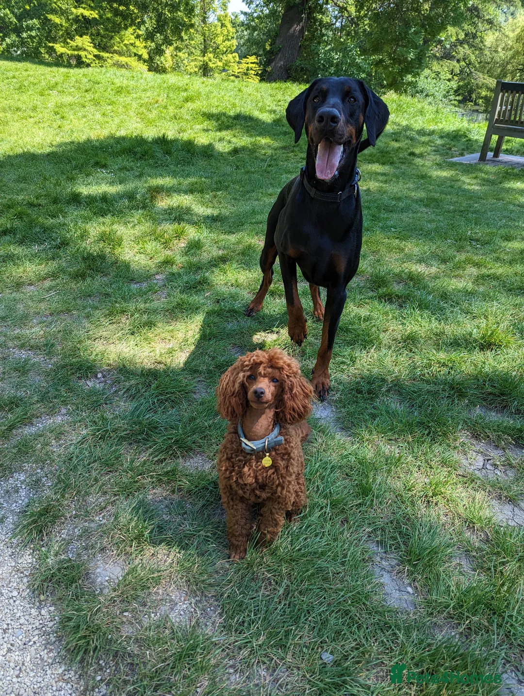 Miniature Poodle dogs for stud: Stunning proven KC health tested Red Stud in Reading - Advert 12