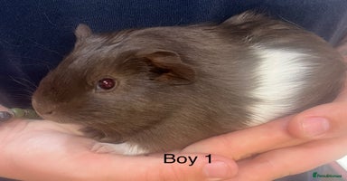Guinea Pig rodents in Winsford - Advert 12