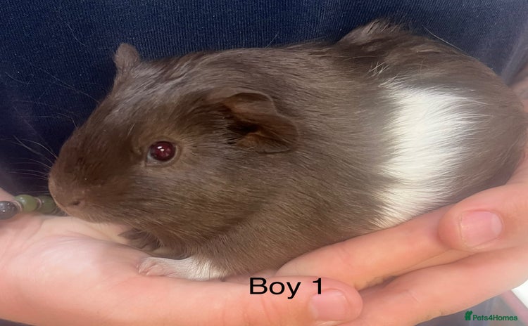 Guinea Pig rodents in Winsford - Advert 15