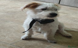 Mixed Breed dogs for sale: Paterdale cross male - Image 2