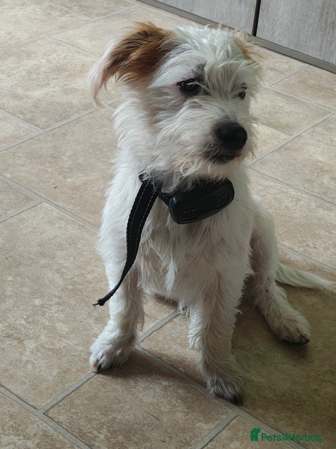 Mixed Breed dogs for sale: Paterdale cross male - Image 2