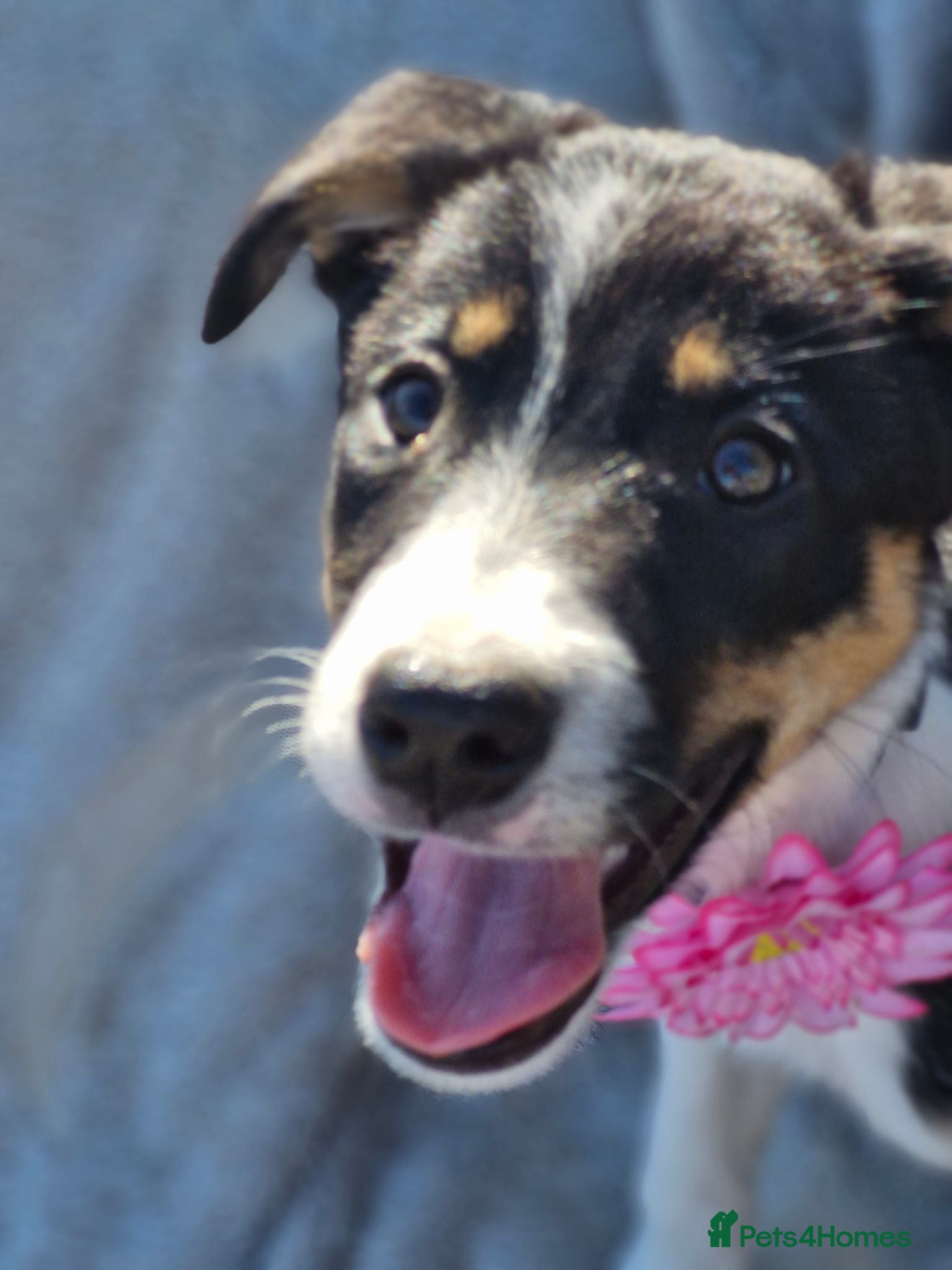 Border Collie dogs Ready*Beautiful Girl & Boy* Ready - Advert 2