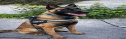 Belgian Shepherd Dog dogs for sale: 9 month old male Belgian Shepard Malinois  - Advert 19
