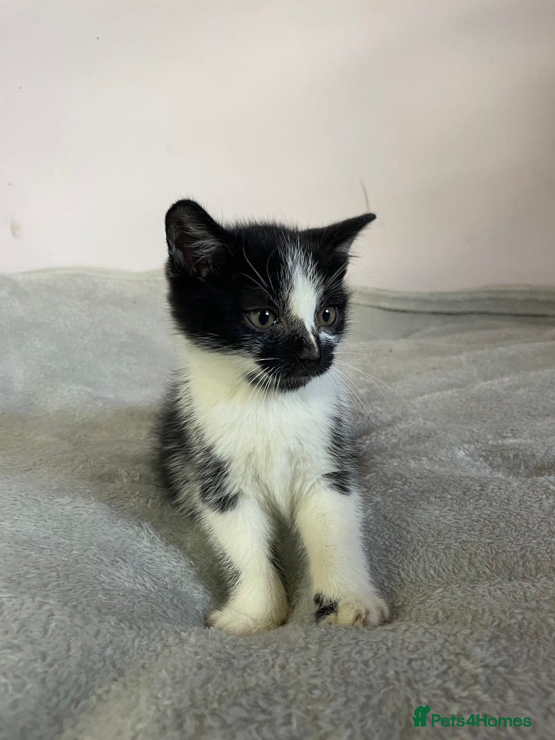 British Shorthair cats for sale: Four kittens ready to go (prices vary) - Image 27