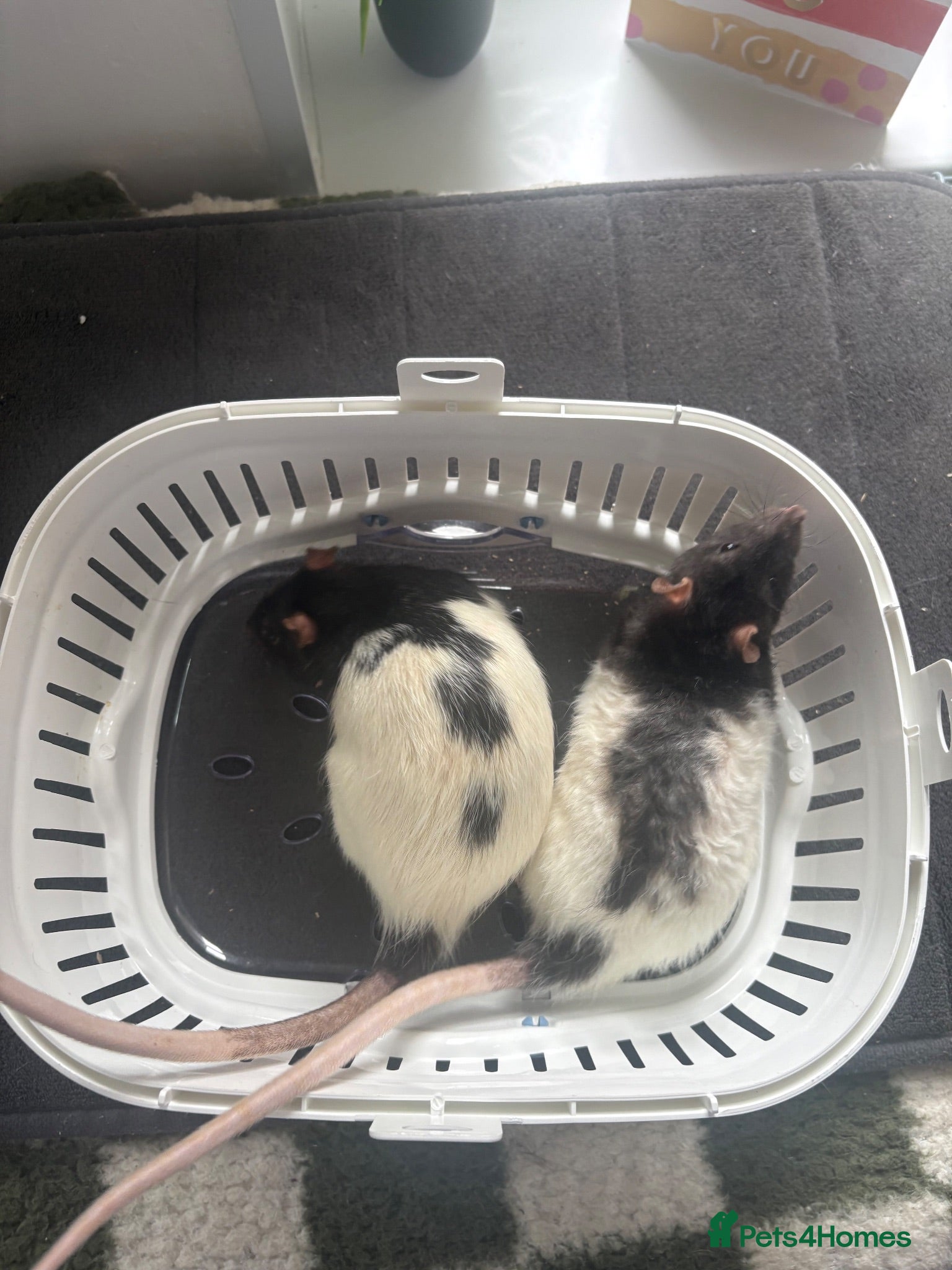 Rat rodents Two Beautiful Male Rats and Free Cage - Advert 1