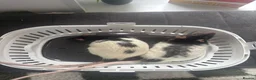 Rat rodents for sale: Two Beautiful Male Rats and Free Cage - Advert 1