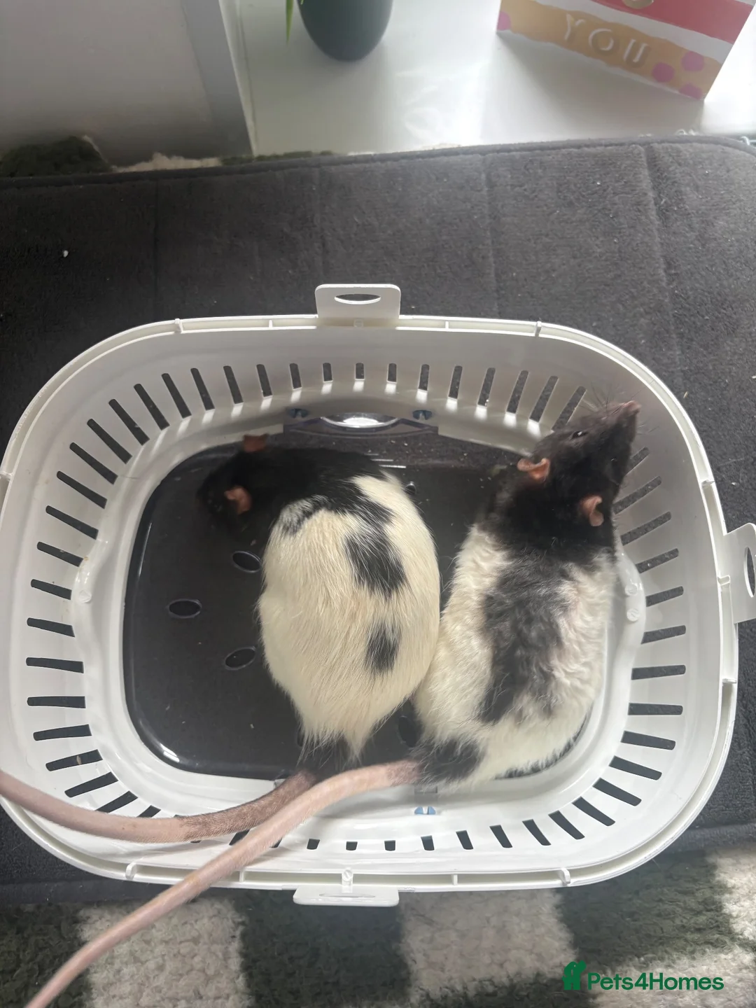 Rat rodents for sale: Two Beautiful Male Rats and Free Cage - Advert 1