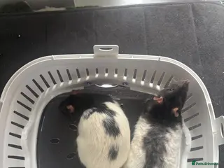 Rat rodents Two Beautiful Male Rats and Free Cage - Advert 1