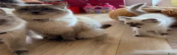 Ragdoll cats for sale:  Last one looking forever home, ready to go now  - Advert 8