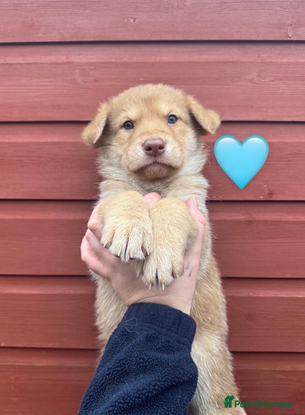 Saarloos Wolfdog dogs Extensively Health Tested Wolfdog Puppies - Advert 1