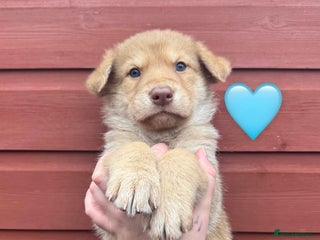 Saarloos Wolfdog dogs Extensively Health Tested Wolfdog Puppies - Advert 6