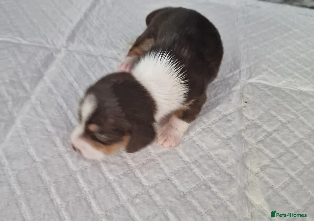 Dachshund dogs for sale: Miniture Dashounds amazing colours in St. Neots - Advert 12
