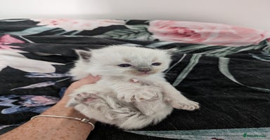 Ragdoll cats - Advert 4