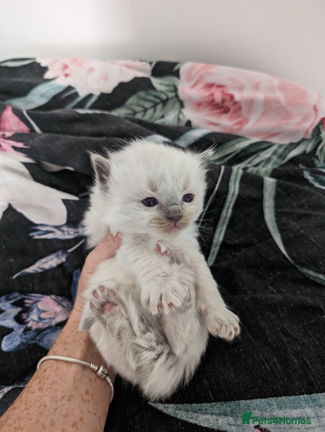Ragdoll cats for sale: Beautiful rare blue and chocolate lynx Ragdolls  - Image 4