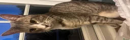 Domestic Shorthair cats for sale: Ameen-sweet and affectionate best friend - Advert 1