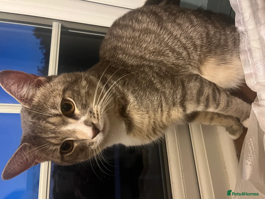 Domestic Shorthair cats for sale: Ameen-sweet and affectionate best friend - Advert 1