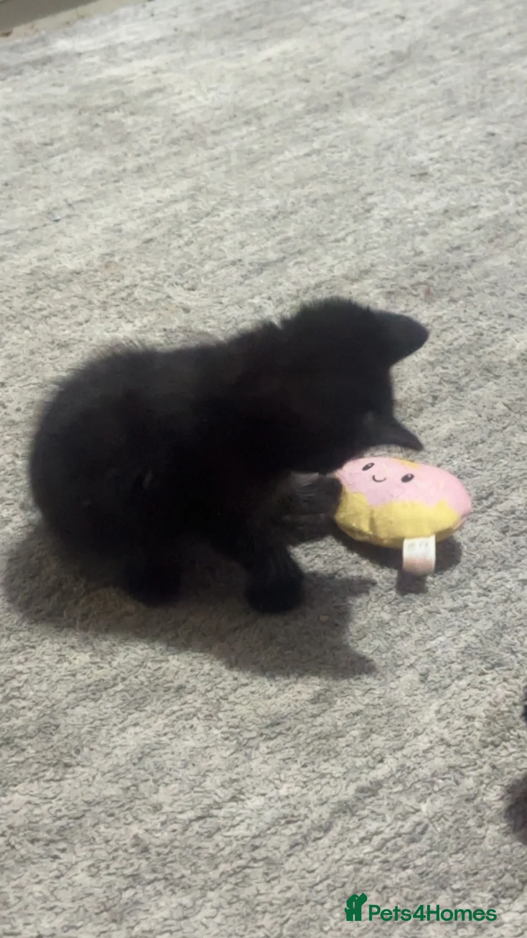 Mixed Breed cats for sale:  2 boys /5 girls (Kittens) - Advert 2