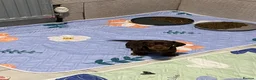 Dachshund dogs for sale: miniature dachshund - Advert 4