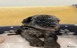 Miniature Poodle dogs for sale: Miniature Poodle Puppies  - Image 15