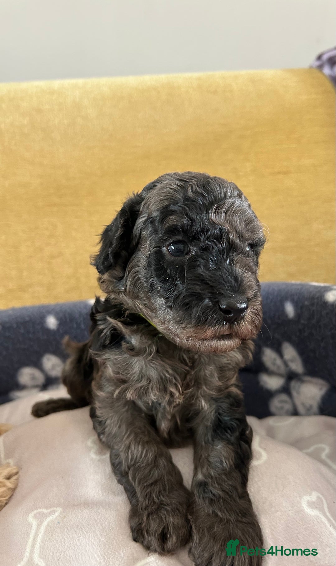 Miniature Poodle dogs for sale: Miniature Poodle Puppies  - Image 15