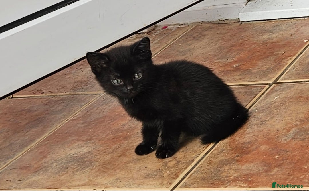 Mixed Breed cats for sale: 4 beautiful kittens and mum for sale  - Image 4