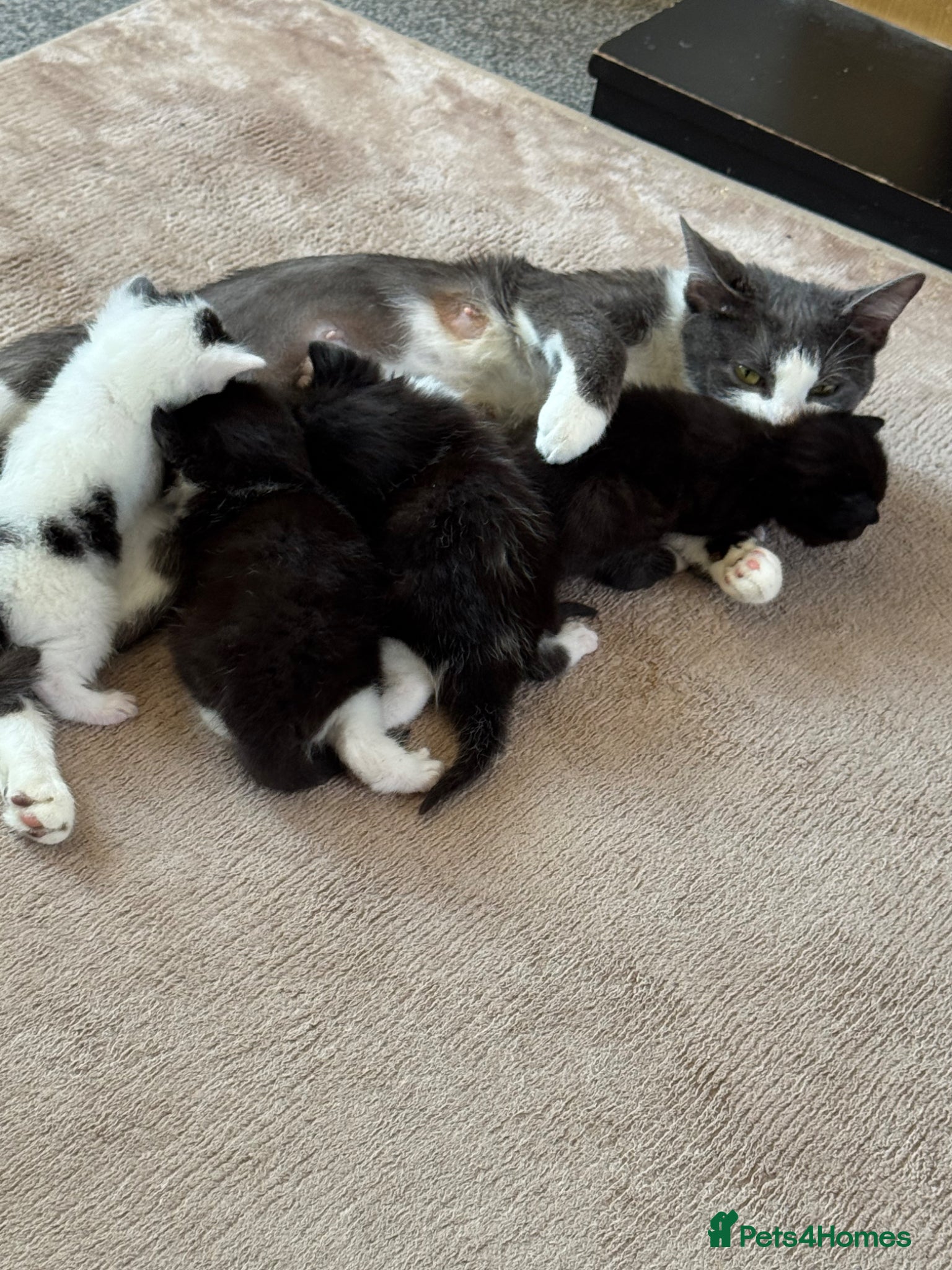 Mixed Breed cats 4 beautiful kittens for sale - Advert 1